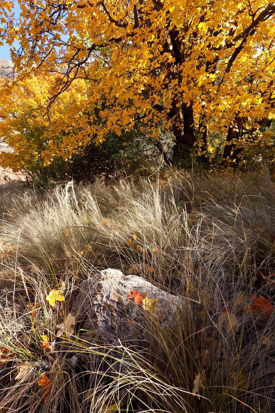 Guadalupe-Mountains-National-Park-ABP-Fall-Colors_Dog-Canyon.jpg