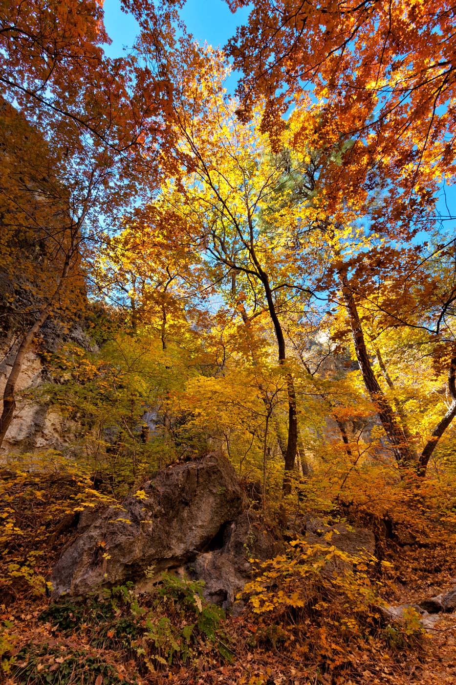 Guadalupe-Mountains-National-Park-ABP-McKittrick-Canyon_Fall-Colors-maples.jpg