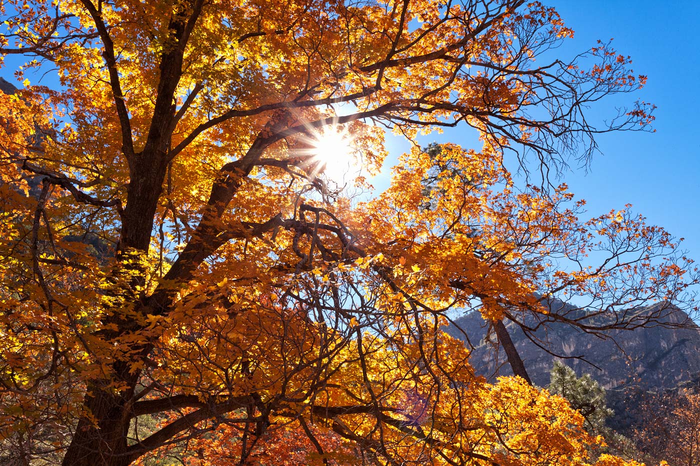 Guadalupe-Mountains-National-Park-ABP-McKittrick-Canyon_Fall-Colors-sun.jpg