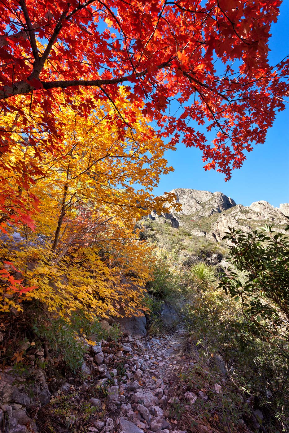 Guadalupe-Mountains-National-Park-ABP-McKittrick-Canyon_Fall-Colors-trail.jpg