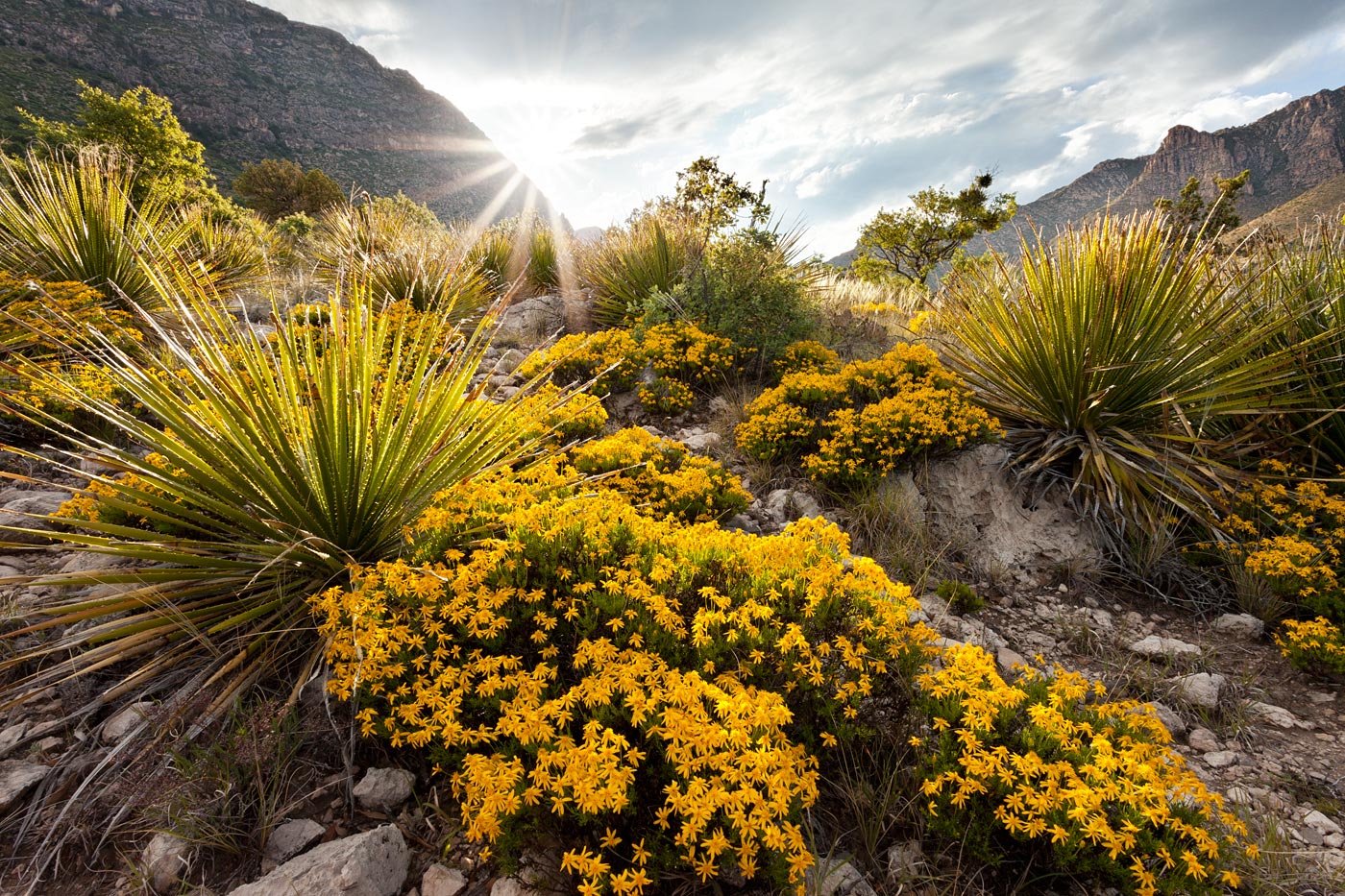 Guadalupe-Mountains-National-Park-ABP-Wildflowers_Devils-Hall-Trail.jpg