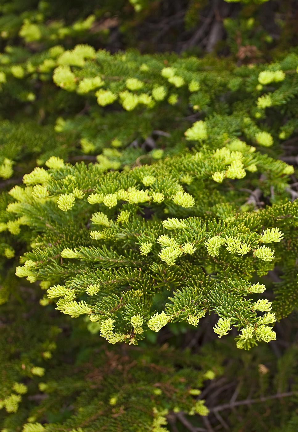 Mount-Rainier-National-Park-ABP-Subalpine-Fir-detail.jpg