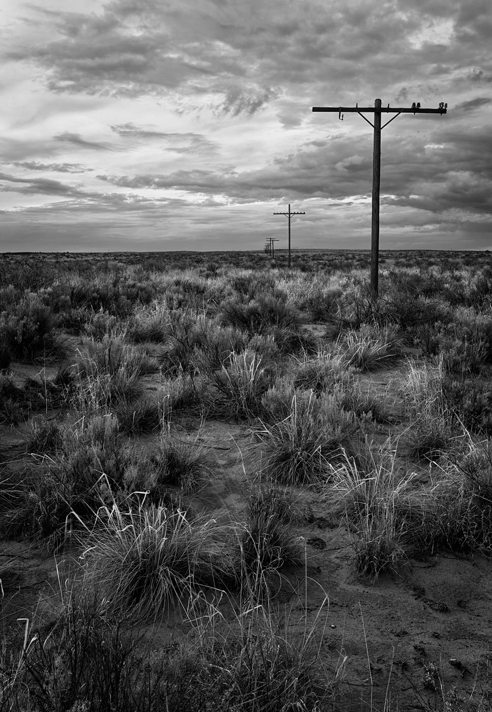 Petrified-Forest-National-Park-ABP-Route66_black-and-white.jpg