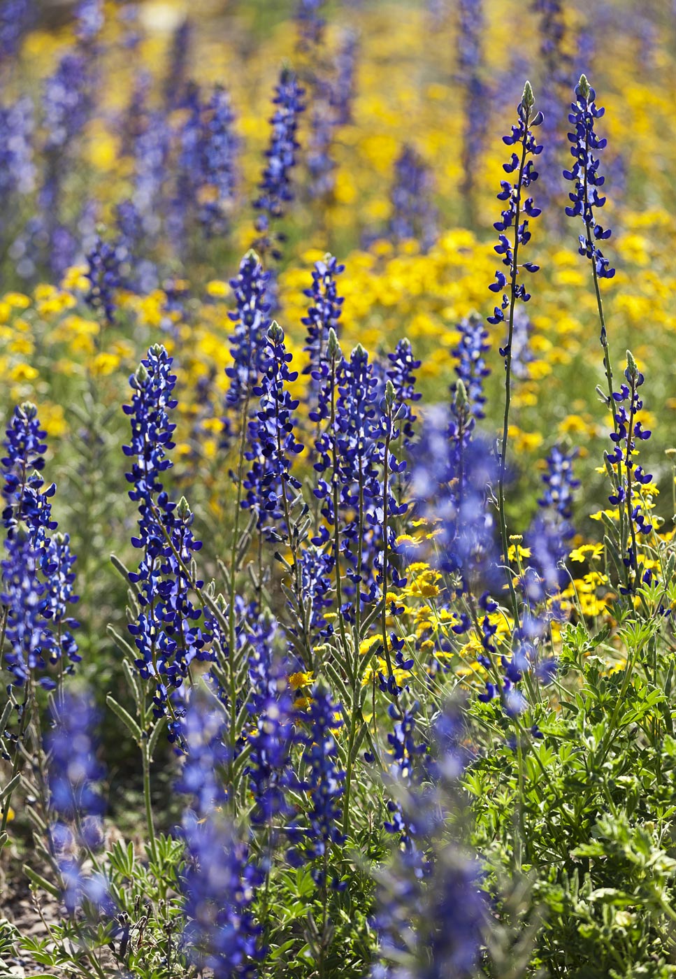 wildflowers-ABP-Bluebonnets_Desert-Marigold2.jpg