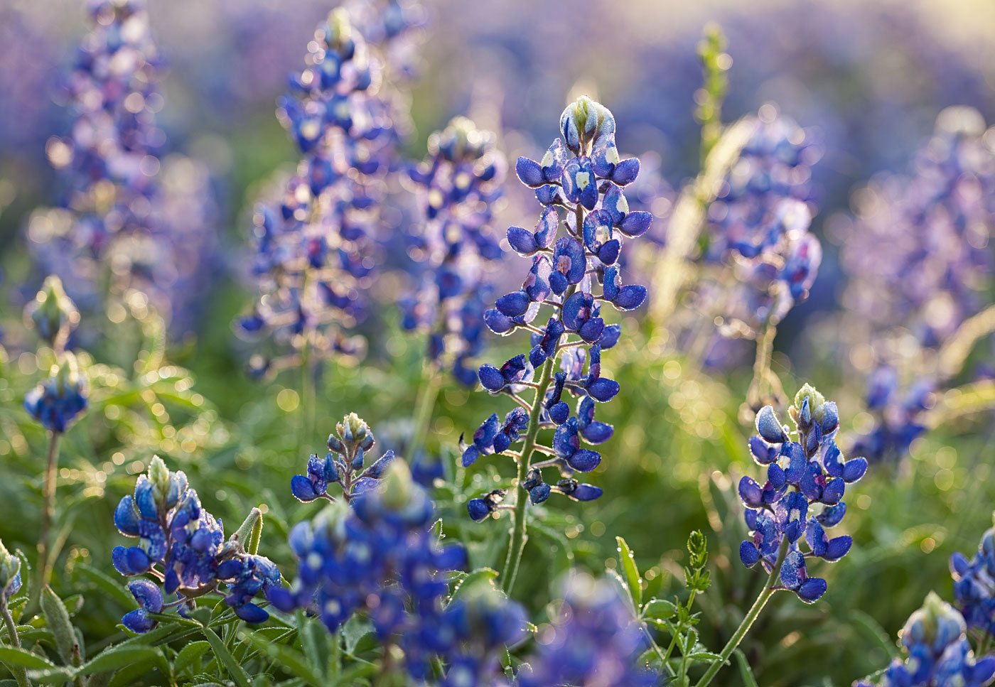 wildflowers-ABP-Bluebonnets_dew.jpg