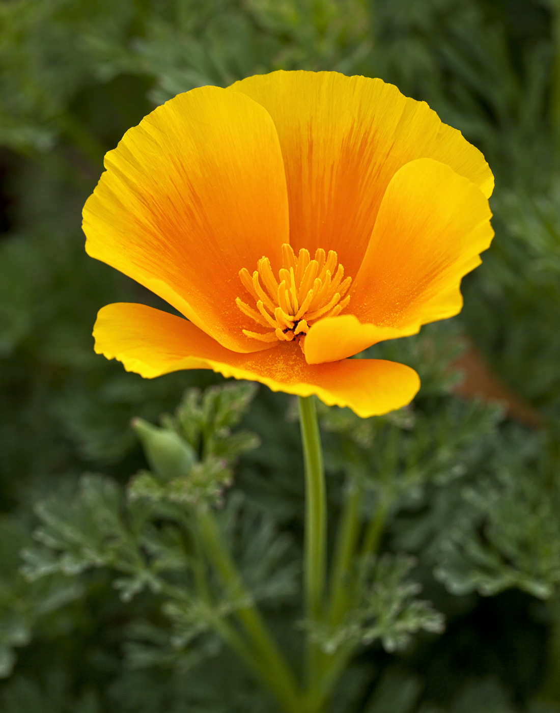 wildflowers-ABP-California-Poppy.jpg