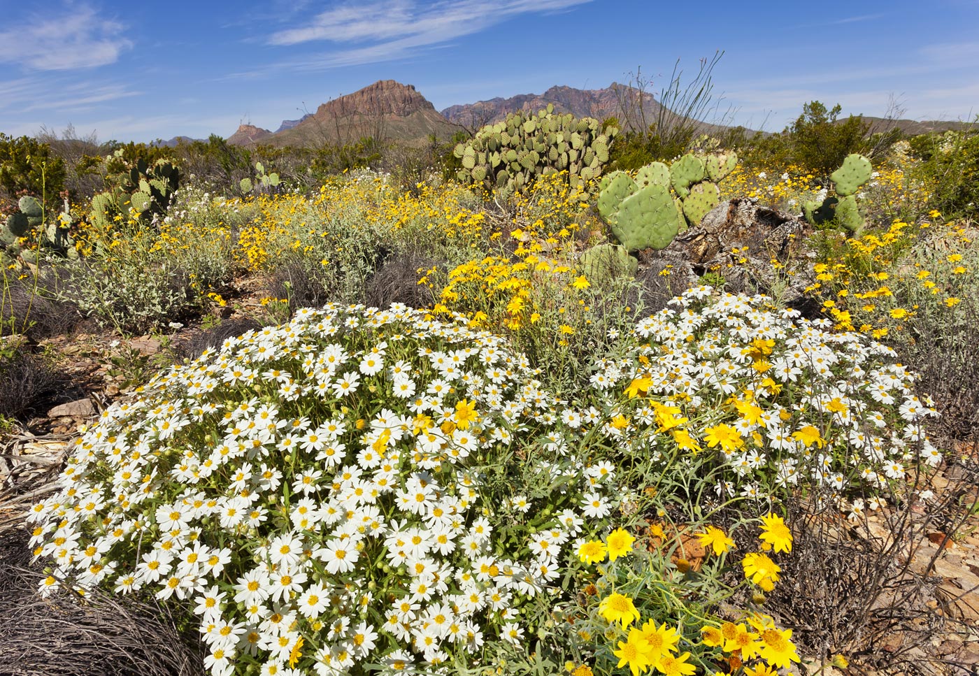 wildflowers-ABP-Chihuahuan-Desert.jpg