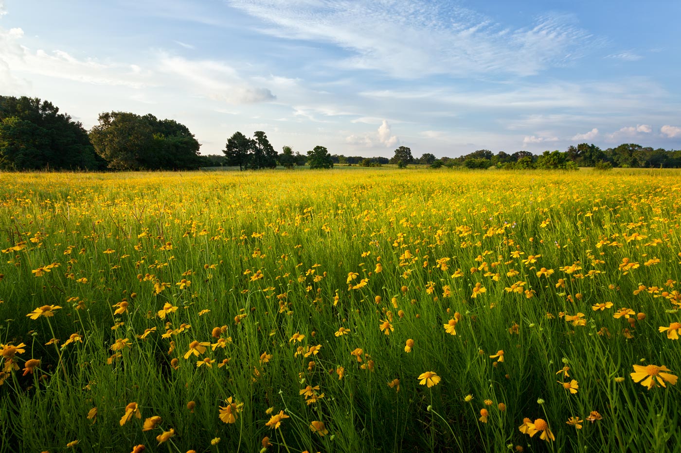 wildflowers-ABP-Gold-Helenium.jpg