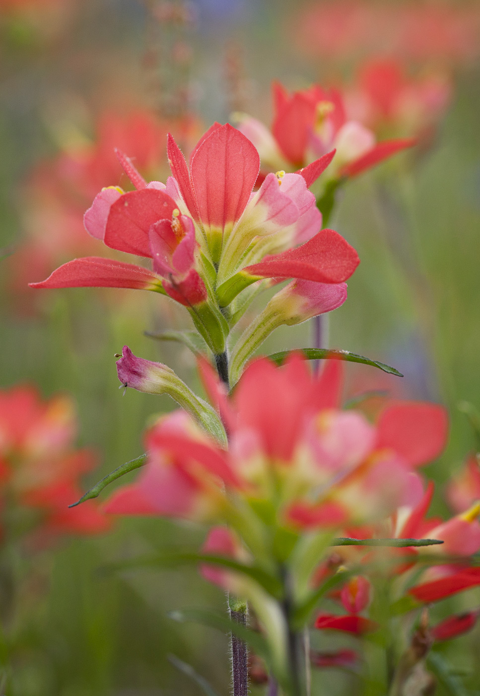 wildflowers-ABP-indian-paintbrush.jpg