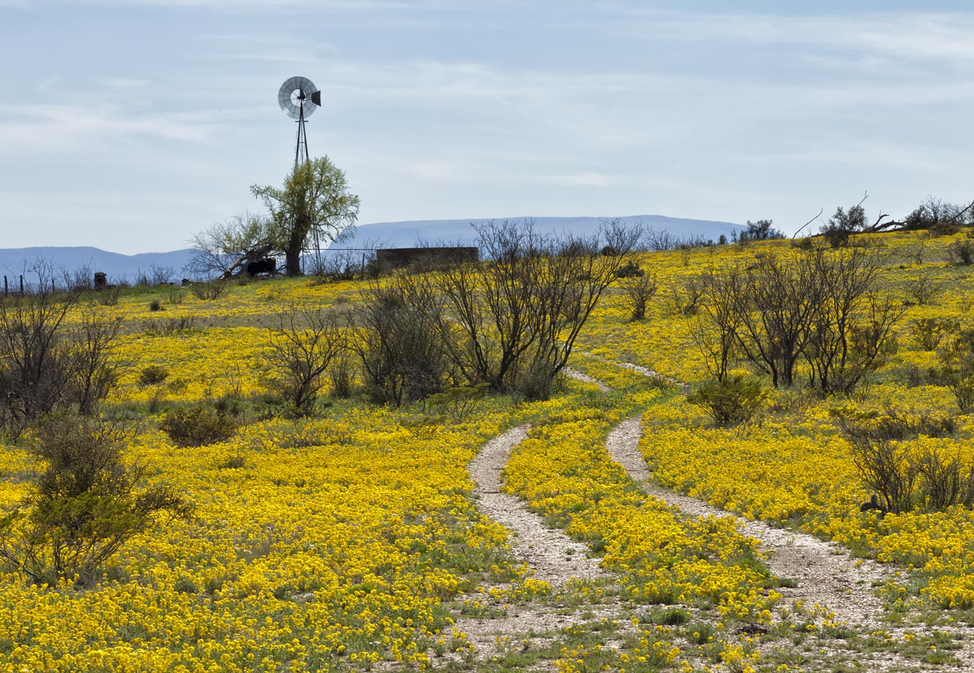 wildflowers-ABP-Marathon_bladderpod.jpg