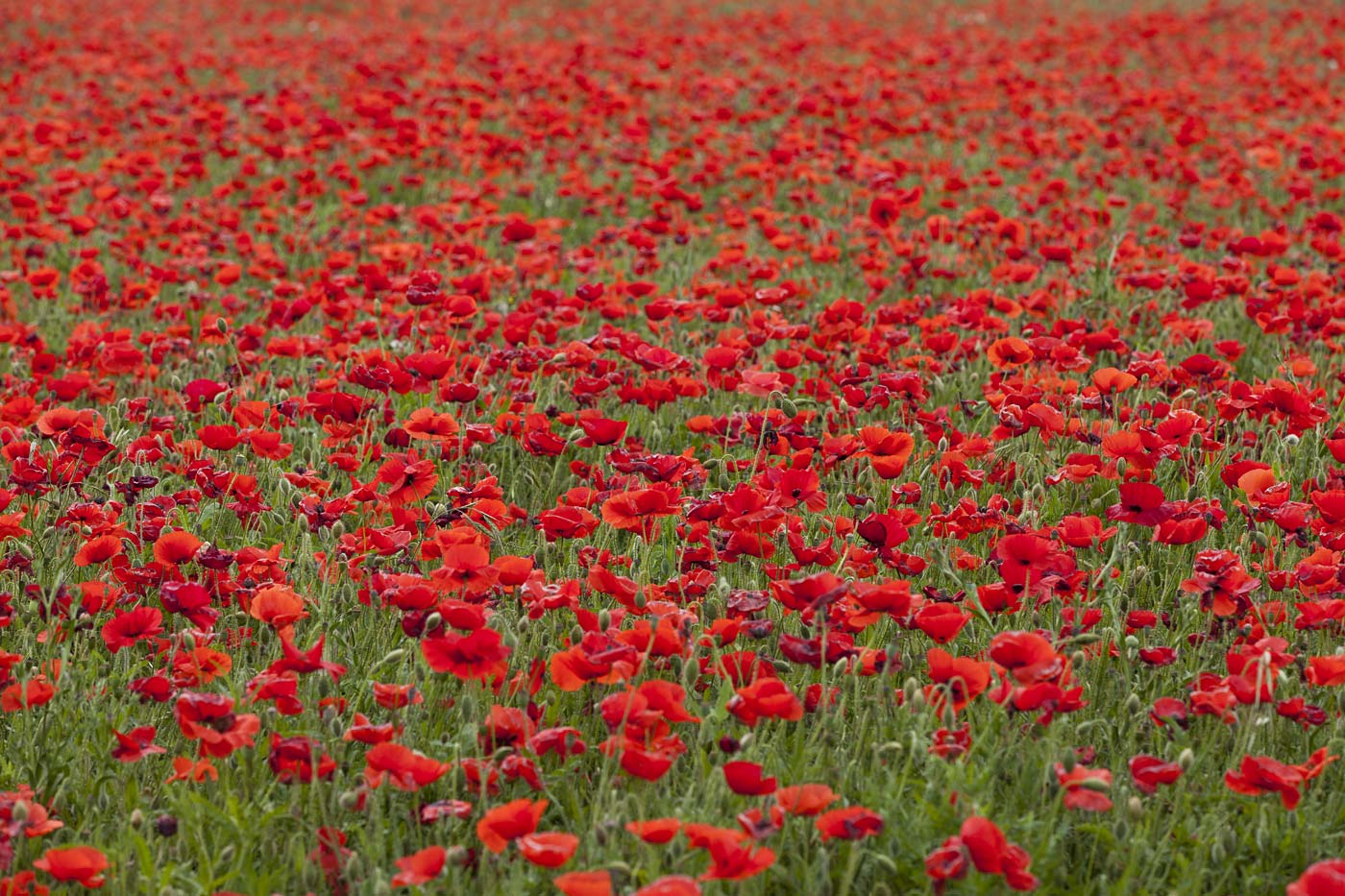 wildflowers-ABP-Red-Corn-Poppy_field.jpg