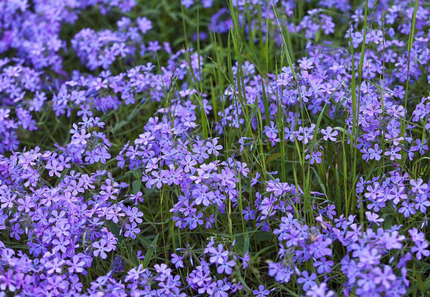 wildflowers-ABP-wild-blue-flox.jpg
