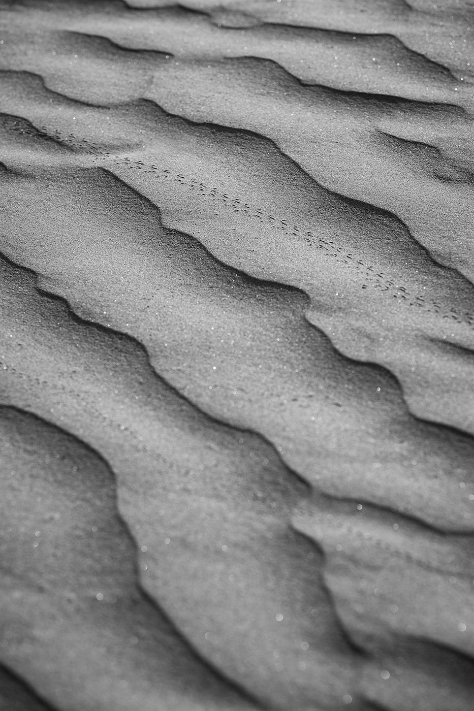 West-Texas-ABP-Sand-ripples_tracks.jpg