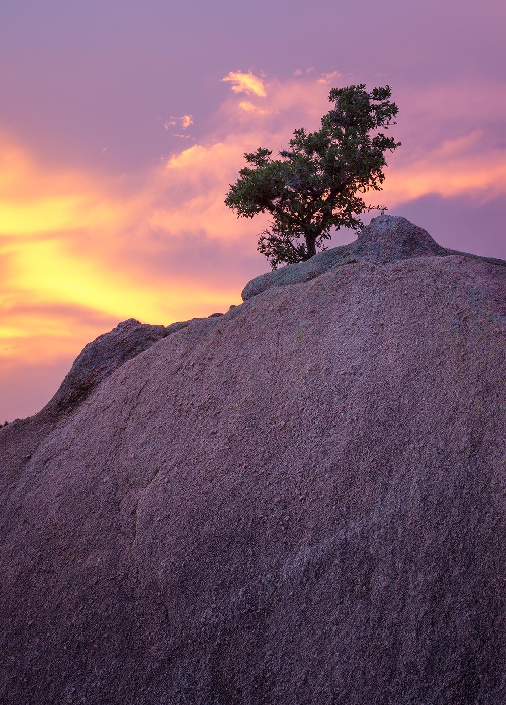 Enchanted-Rock-ABP-Boulder_tree.jpg