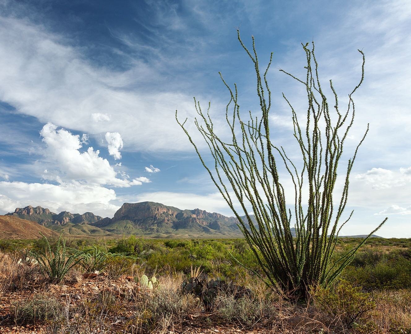 Verdant desert. #bigbend #westtexas