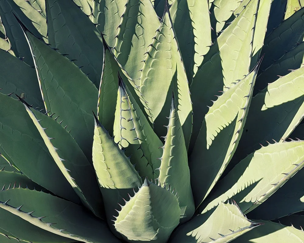 McKittrick-Canyon-Agave.jpg