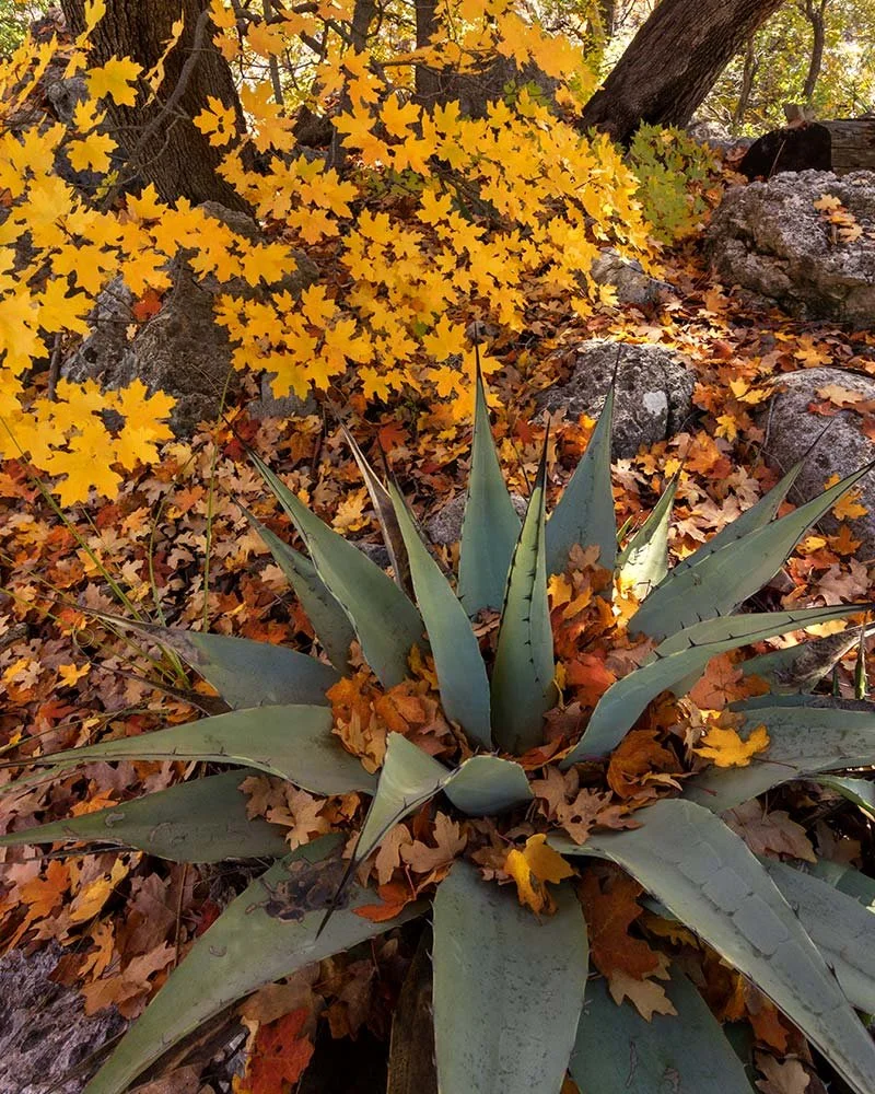 McKittrick-Canyon-Fall-Color4.jpg