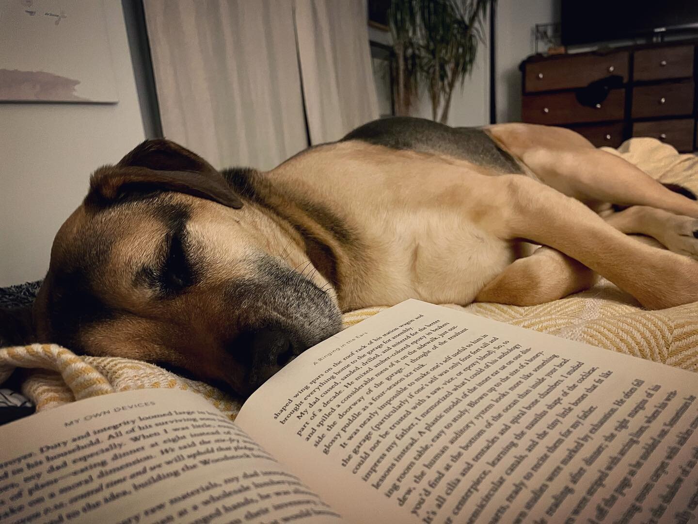 &ldquo;If you listen to anything long enough, you&rsquo;ll hear it forever.&rdquo; My Own Devices, Dessa

Frankie loves smelling books too.