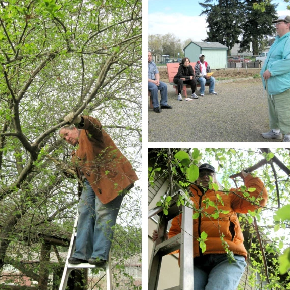 Left & Lower Right: Village Gardens gardeners participating in orchard pruning trainings. Top Right: Community led planning meeting at Village Gardens.