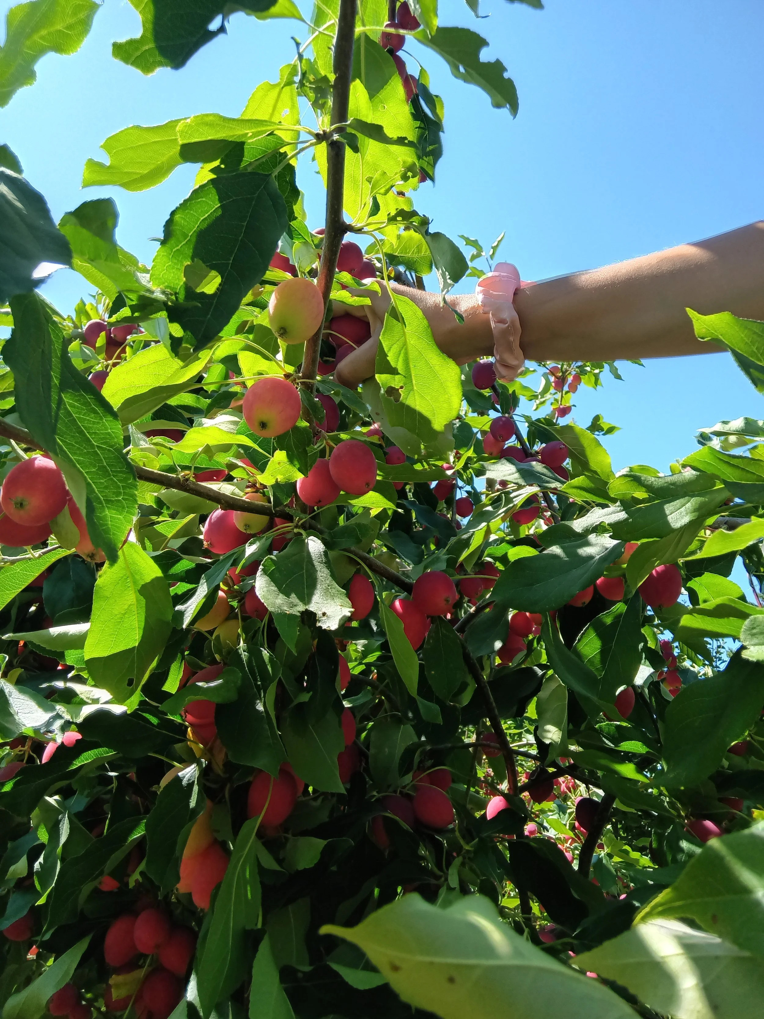 Pruning/Harvesting