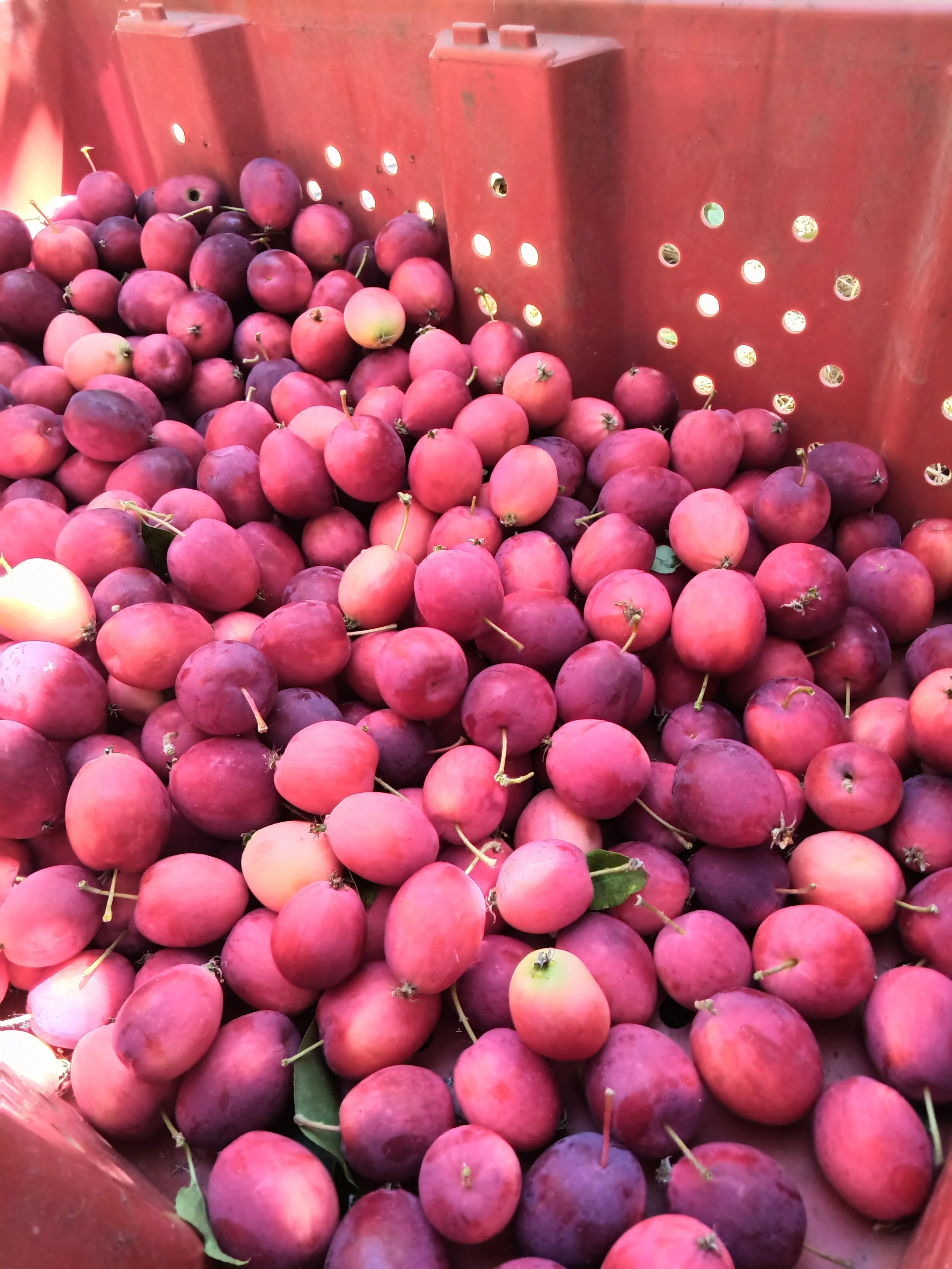 Pruning/Harvesting