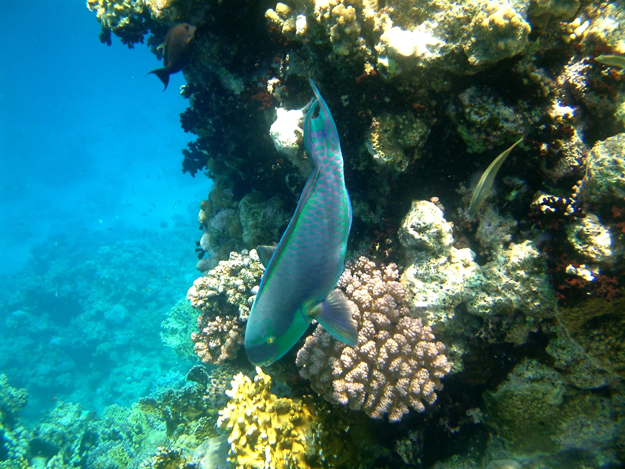 coral reef.jpg