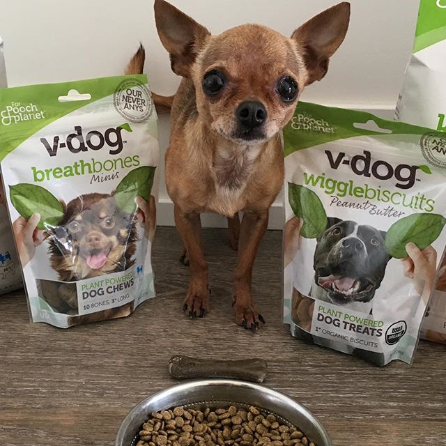 Carmen San Diego LOVES all her @vdogfood treats and food!! She is finally putting on some weight and is SO ready for her forever home!!! Will you adopt Carmen? Please fill out an adoption application on our website ASAP!! #adopt #chihuahua #applehead