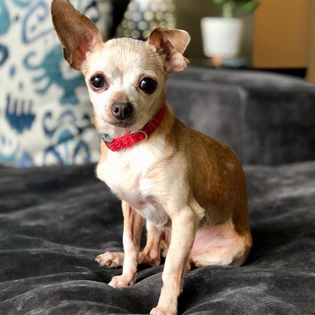 This is Daisy. She was dumped at the shelter all alone. She was scared and hiding. Now that she is free and in her foster home she is full of love and hope that she gets a home and family of her own. Will you give Daisy a home? #adoptme #adoptables #