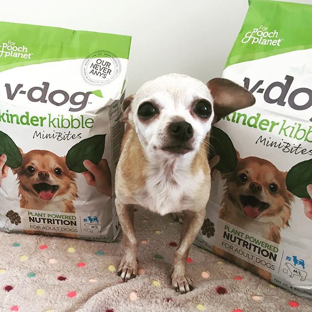 Does it get any cuter!?? Daisy needs a home ASAP, she is SO sweet and loving and gets a long great with everyone, she LOVES her @vdogfood food and bones sooo much 💙🌏🌱 to adopt Daisy please visit our website. If you have any questions about your Do