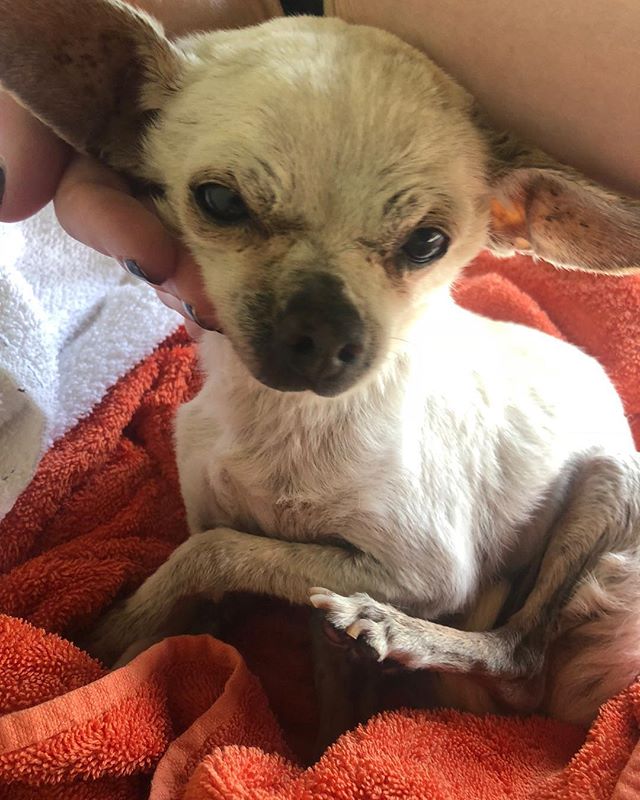 This poor senior boy was found wondering the streets in the heat close to death. Some amazing people scooped him up and gave him food and water, we need to find a senior rescue for him. We do not have the ability to take him in. Please send this to a