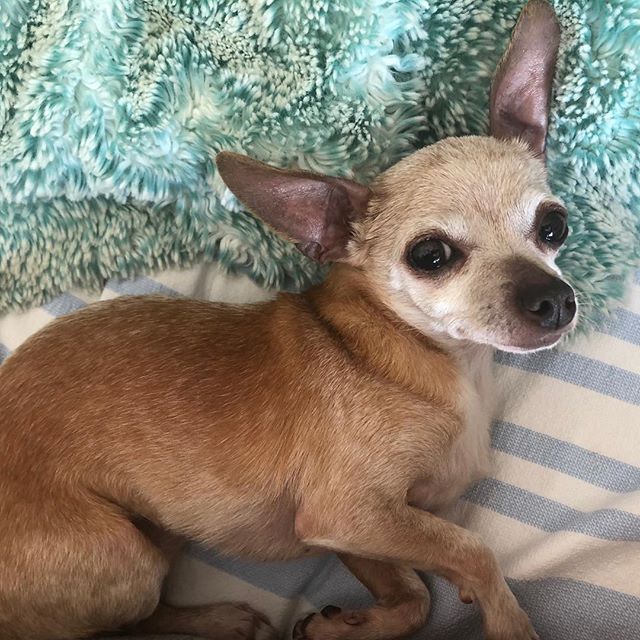 Adopt a senior! They make the best companions! Meet Daisy, after being dumped at the kill shelter, this 10 year old sweet heart became fearful aggressive! 30 minutes out of the shelter her mood totally changed! So sweet and loving, loves to cuddle an