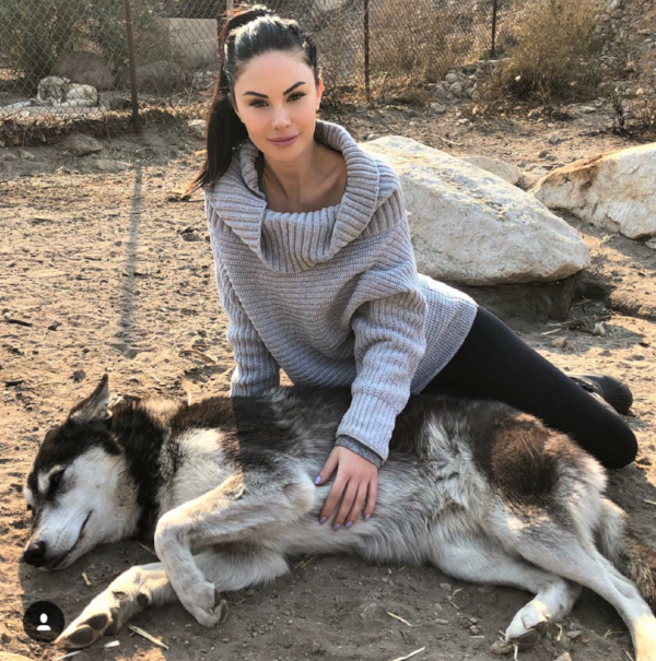 wolf connection.png