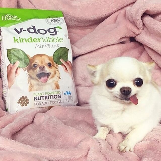 Yes your dogs can be vegan!! Just like us!! My favorite kibble is @vdogfood but I also switch it up and mix in some fresh veggies, grains and legumes for them. Imagine eating the same thing every meal, everyday!? Now, you can help your dogs and save 