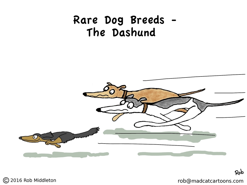 greyhound cartoon — Blog — 