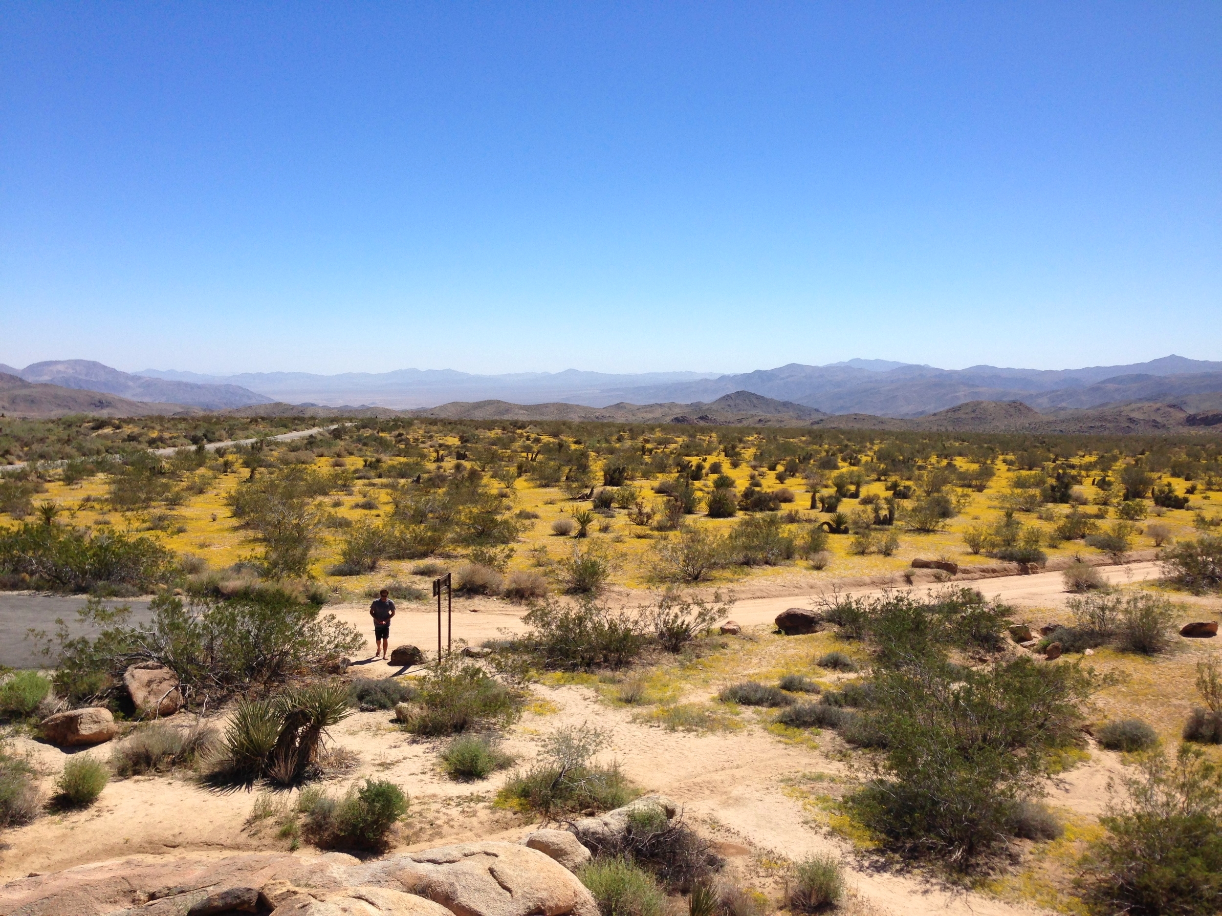 Joshua Tree