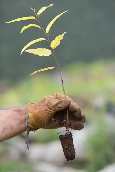 handplanes tree planting
