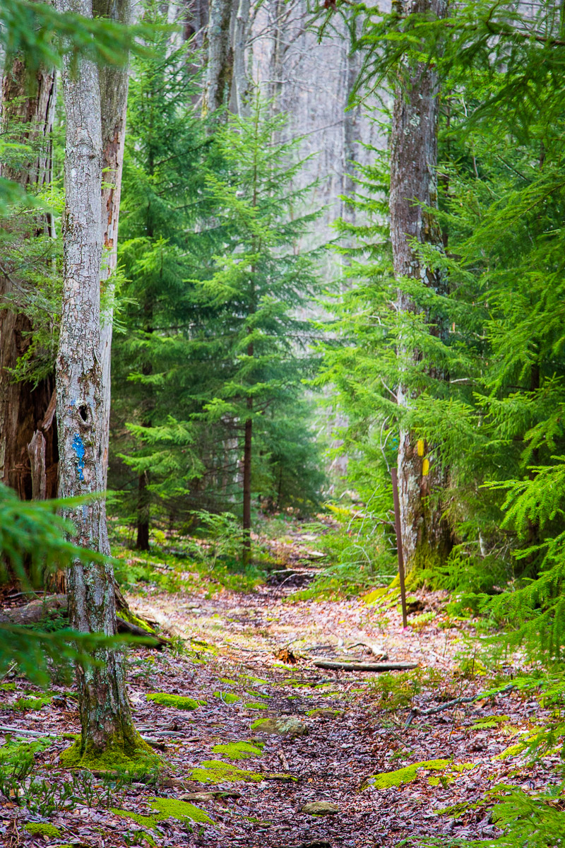 Along the trail