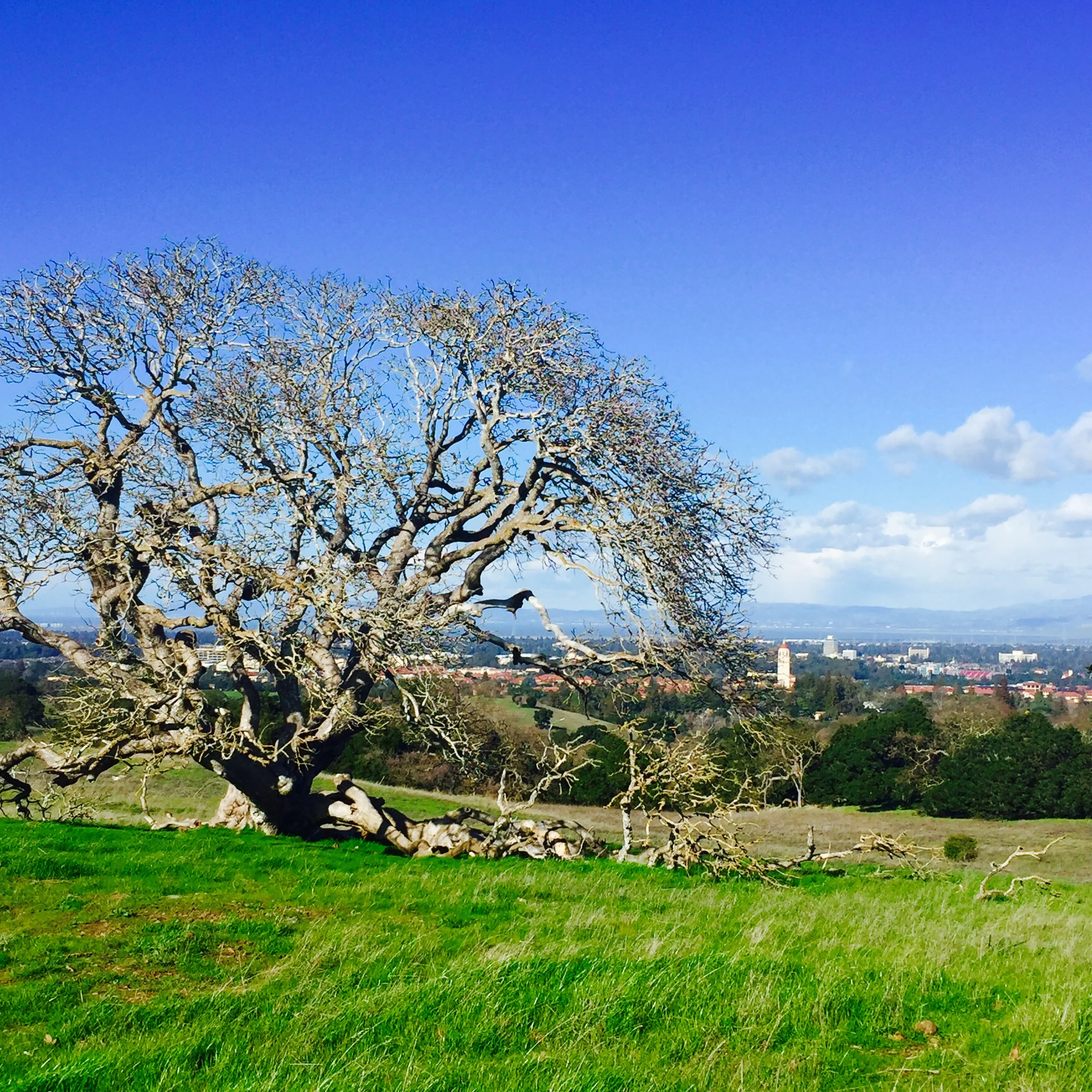 Hike #4: Stanford Dish (Stanford, CA)