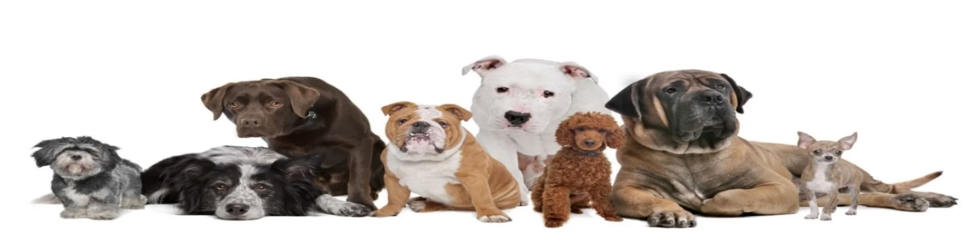 Dogs In A Row-1.jpg