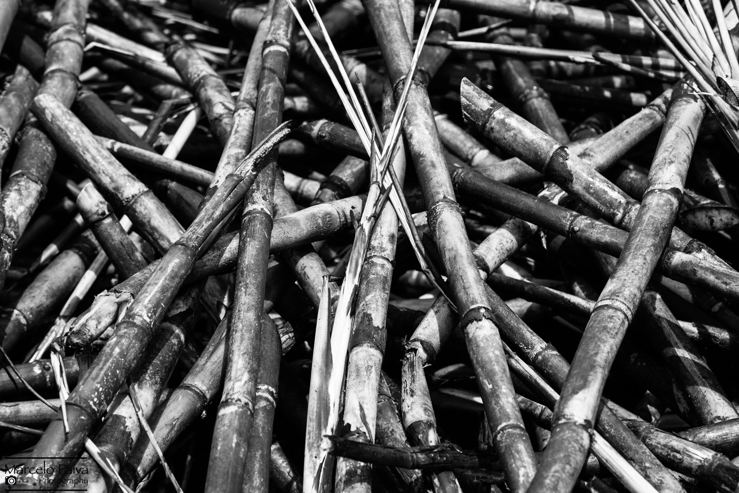 Burned Sugar Cane.jpg