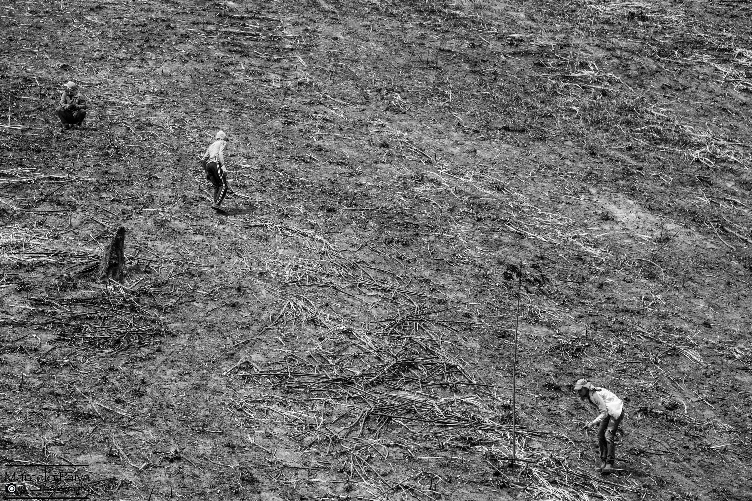 Sugar Cane Workers 3.jpg