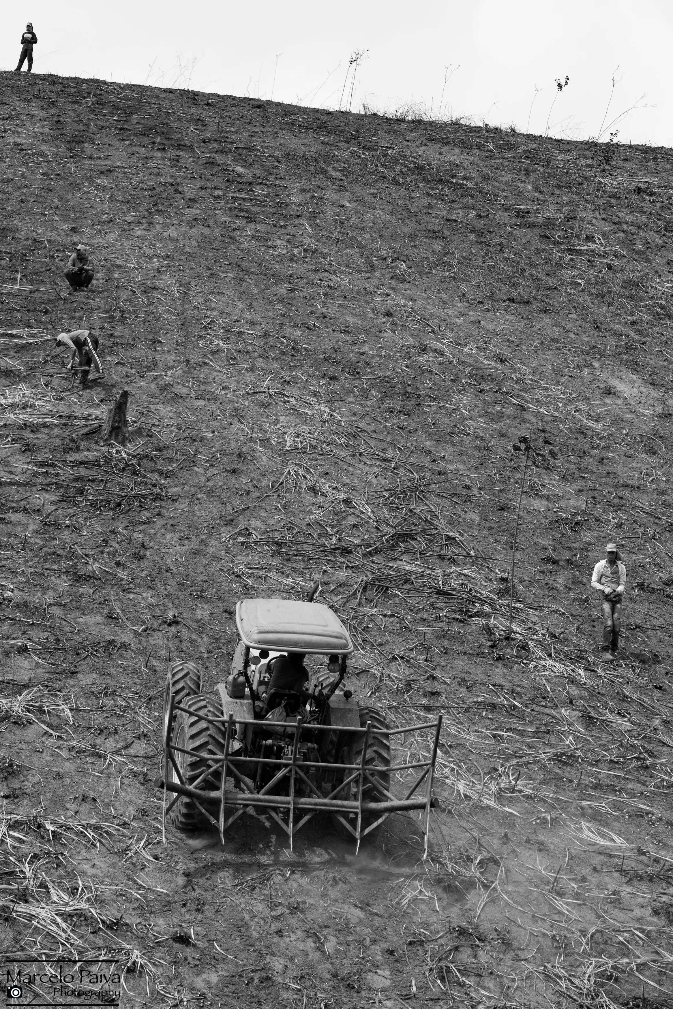 Sugar Cane Workers 4.jpg