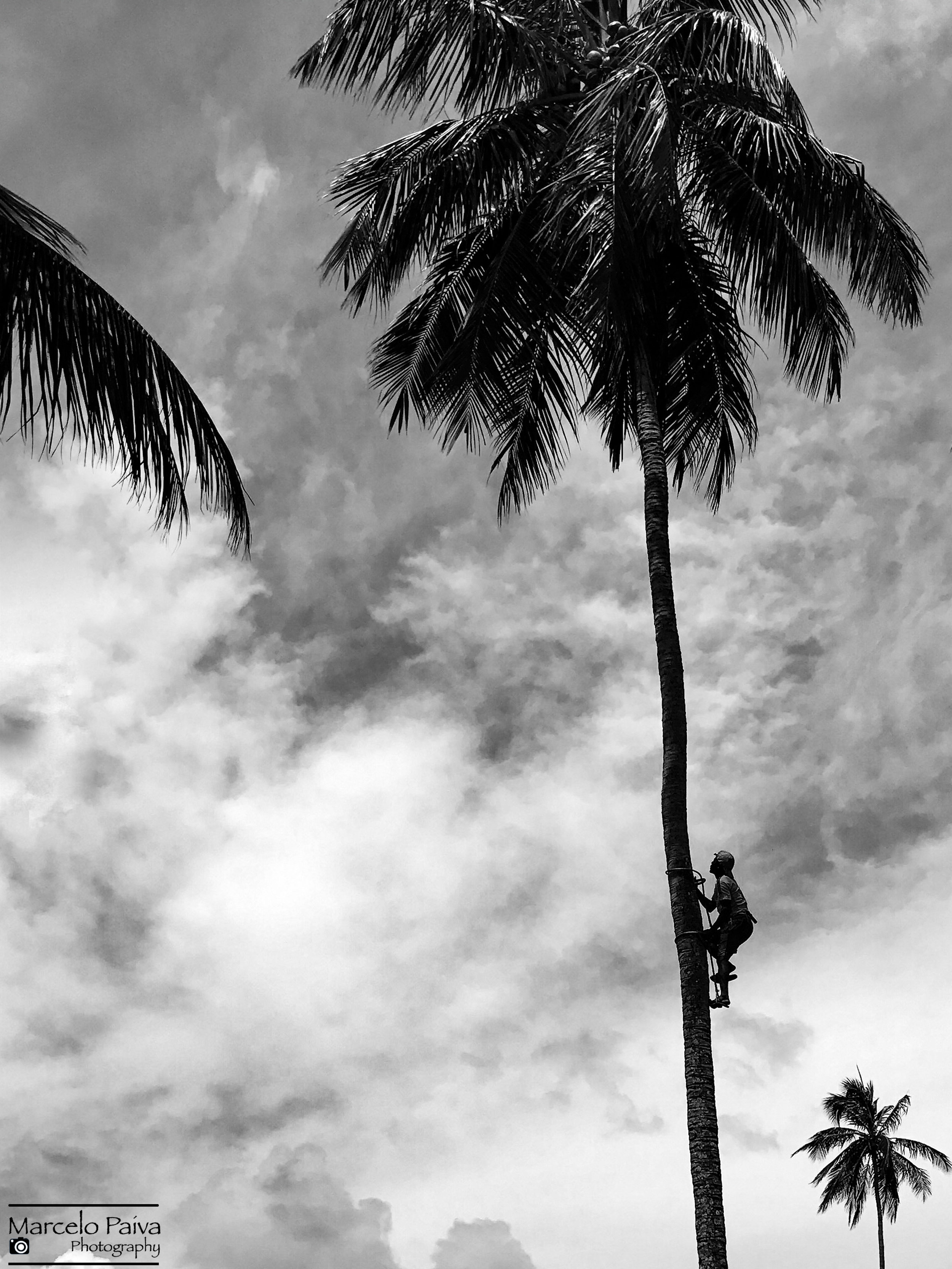 Coconut Harvest Workers