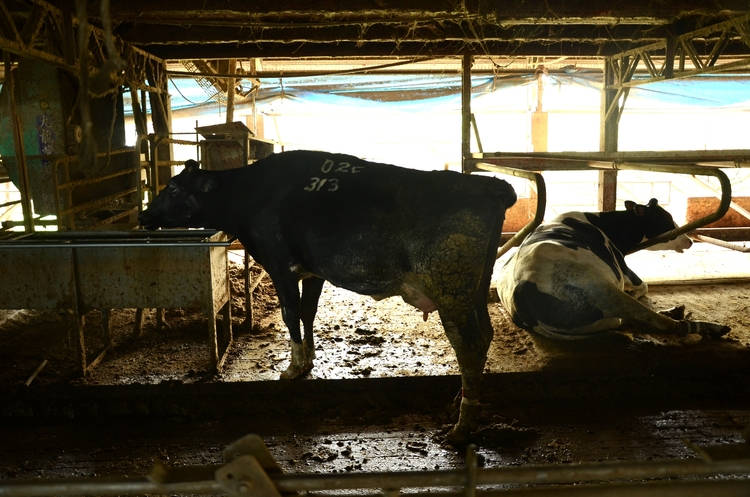 這是四方牧場夏天泌乳牛區,泌乳牛飲水量、食量較大,排泄量因此較多,台灣氣候潮濕排泄物無法如溫帶國家乾燥,若牧場沒定時清理地板,會增加乳牛腳蹄感染,間接導致死亡的風險。 照片下方四方牧場裝設了自動括糞機(軌道),定時刮除排泄物,這是在牧場裡較輕易可以看到對乳牛友善的加分設施,更多的細節則需要長久經驗與專業度的累積。