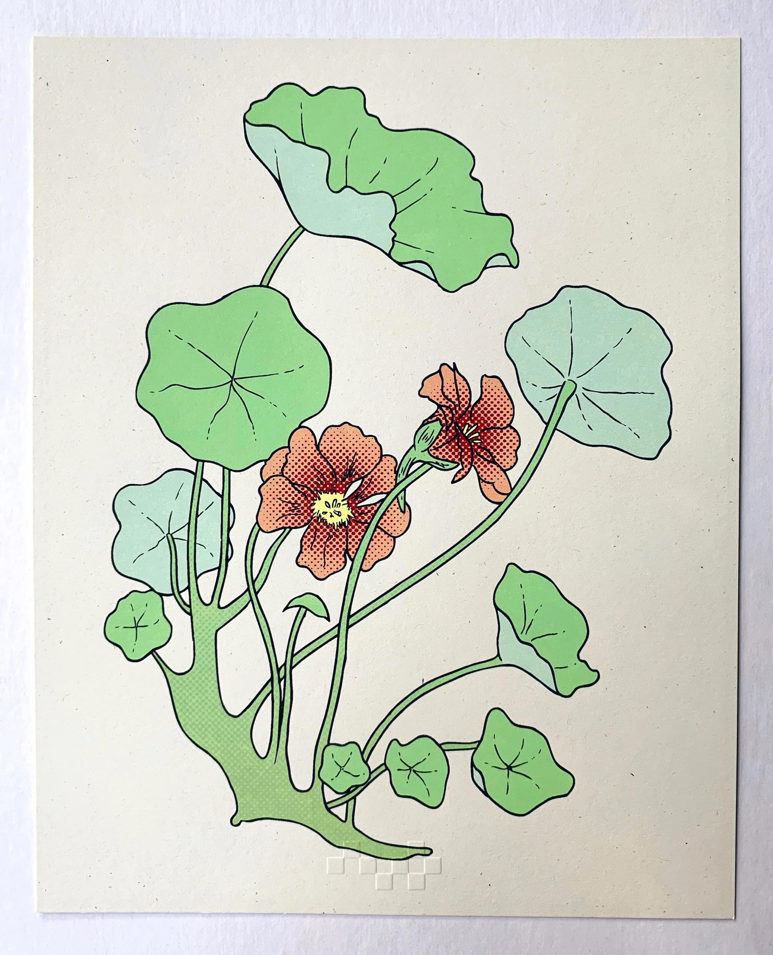 nasturtium.JPG