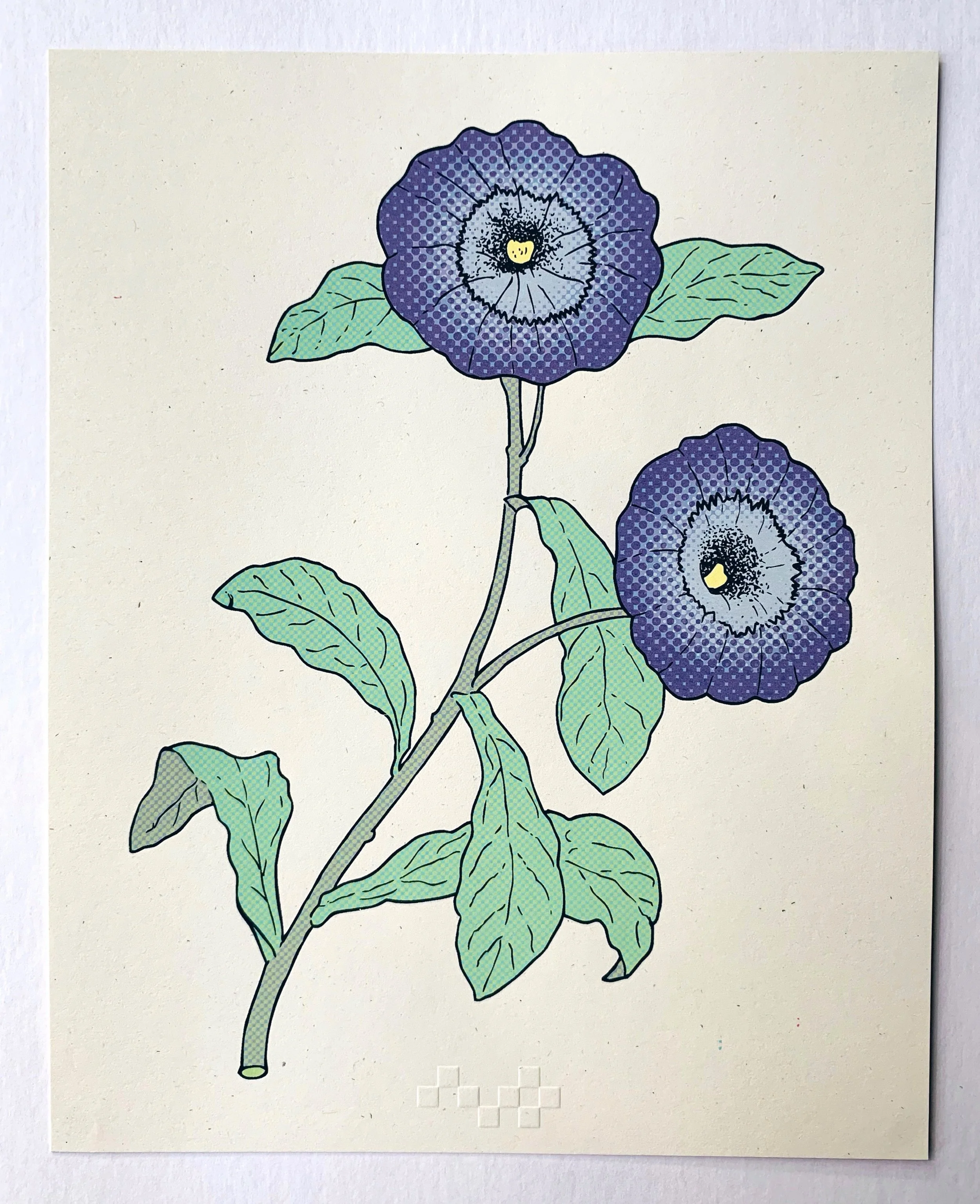 dwarf morning glory.JPG