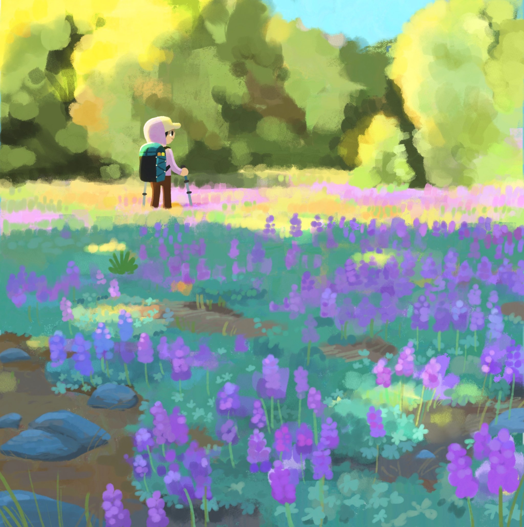 Lupine Fields