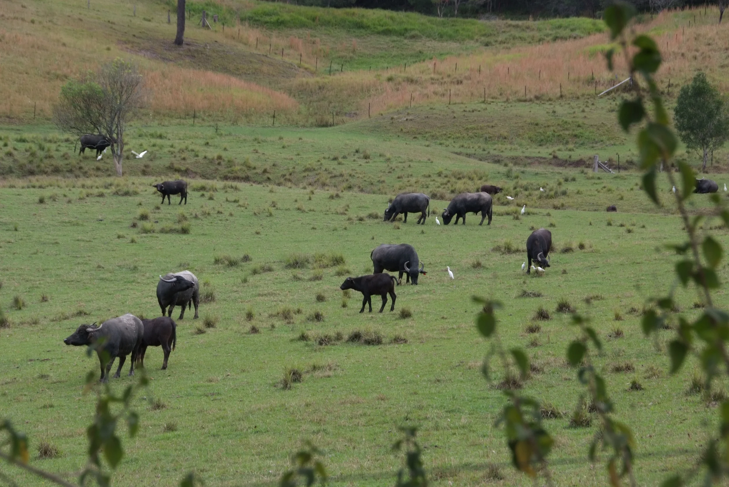 Eungai Creek Buffalo Buffs on Paddock