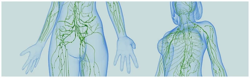 lymph2_800x250.jpg