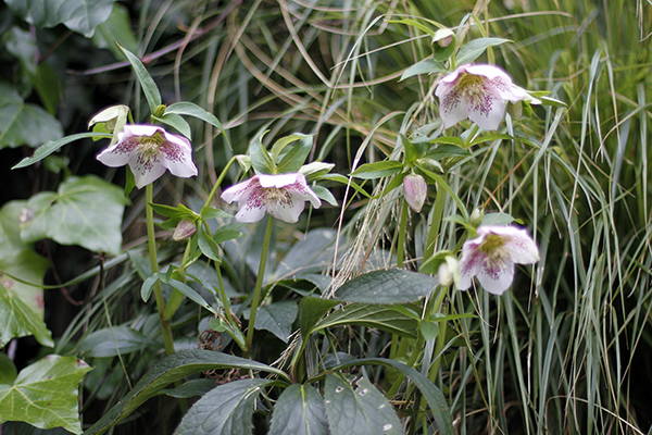 Helleborus x hybridus ‘Harvington Speckled White’